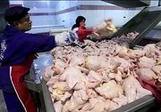 گوشت مرغ چگونه گران ‌شد؟/ وضعیت تولید گوشت مرغ در مرغداری ها