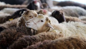 توقیف ۴ فروند شناور حامل بیش از ۲۰۰ راس دام قاچاق در هرمزگان