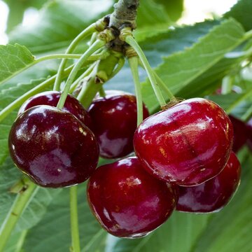 همه چیز درباره انواع نهال گیلاس