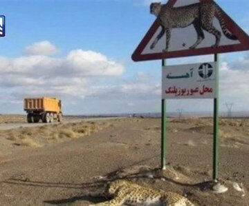 حفاظت از یوزهای توران، نیازمند ارائه طرح جامع از سوی محیط زیست است حفاظت از یوزهای توران، نیازمند ارائه طرح جامع از سوی محیط زیست است