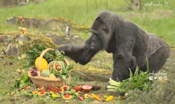 جشن تولد مسنترین گوریل در اسارت جهان/ عکس