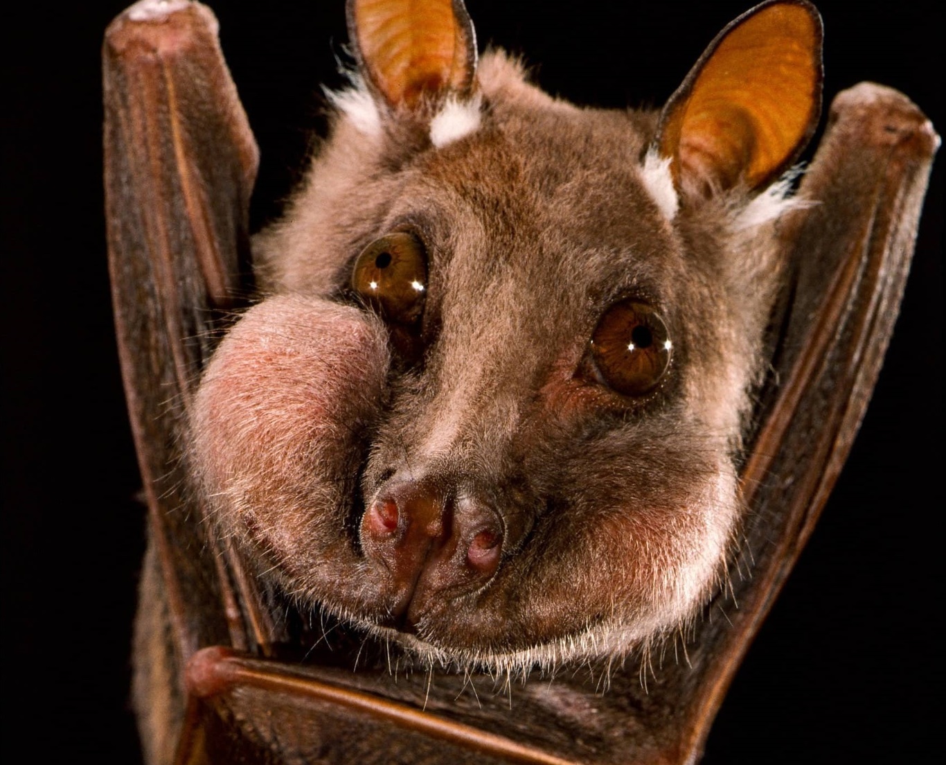 عکس| شیطانی یا بامزه؛ تصاویری متفاوت از چهره خفاشها