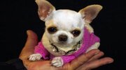 عکس| تصاویر کوچک‌ترین سگ جهان ؛ سگی که از چوب بستنی کوتاه‌تر است!