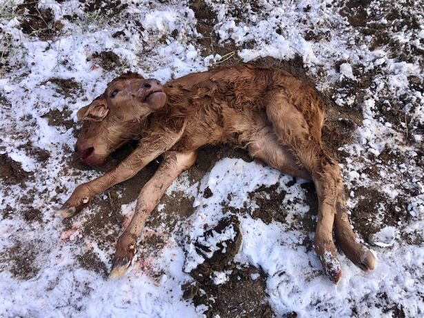 تولد عجیب گوساله دوسر/ عکس