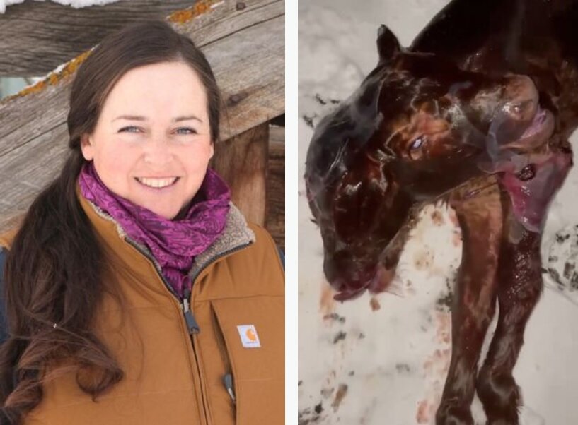 تولد عجیب گوساله دوسر/ عکس