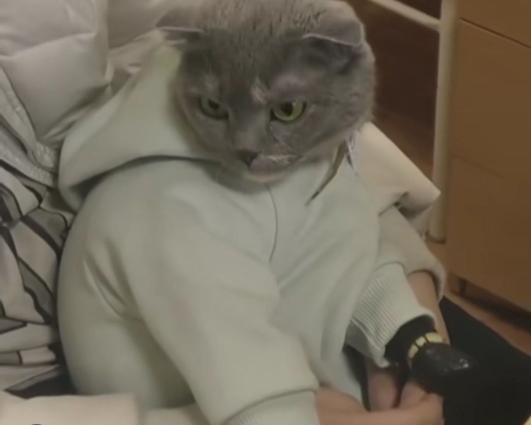 زنی که برای قاچاق، گربهای را جای نوزادش جا زد/ عکس