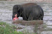 ببینید | نجات هیجان‌انگیز یک مرد از وسط سیل توسط فیل شجاع!
