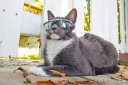 ببینید | ویدیویی پربازدید از یک گربه استثنایی با عینک آفتابی!