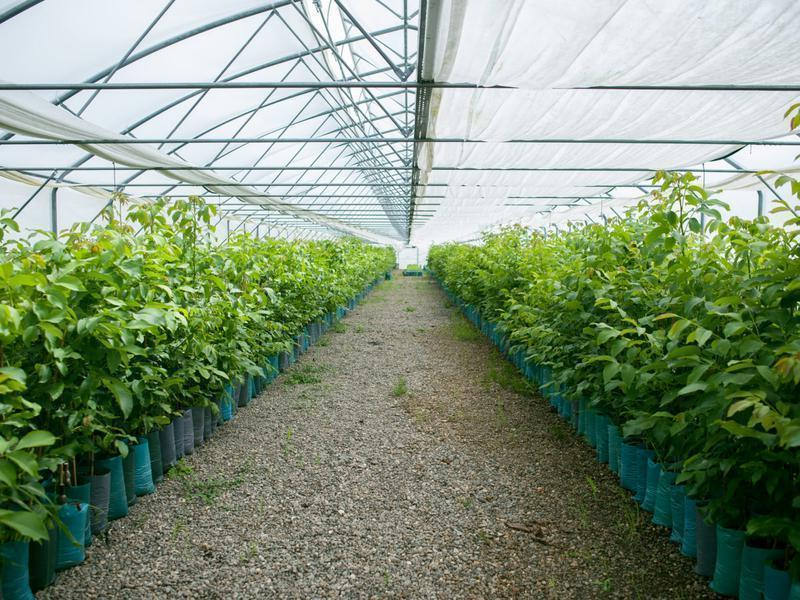 این 3 نهال پولساز را می توان در هر فصلی کاشت