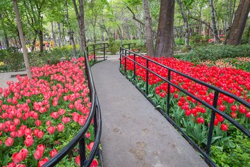 تصاویر | شگفت انگیزترین لاله‌ها در باغ ایرانی