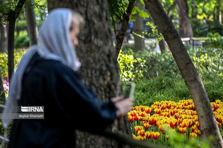 لاله‌ها در باغ ایرانی
