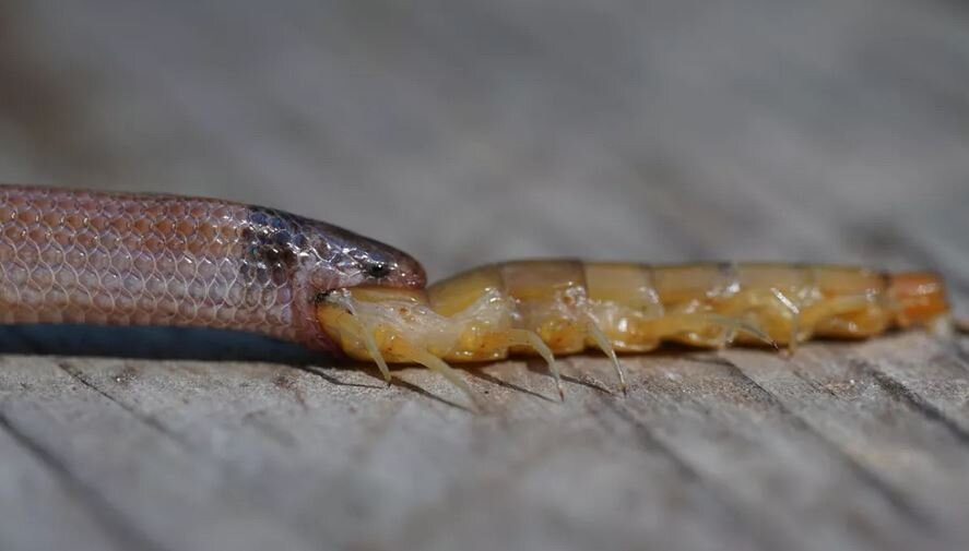 کمیابترین مار آمریکا که سالهاست دیده نشده/ عکس