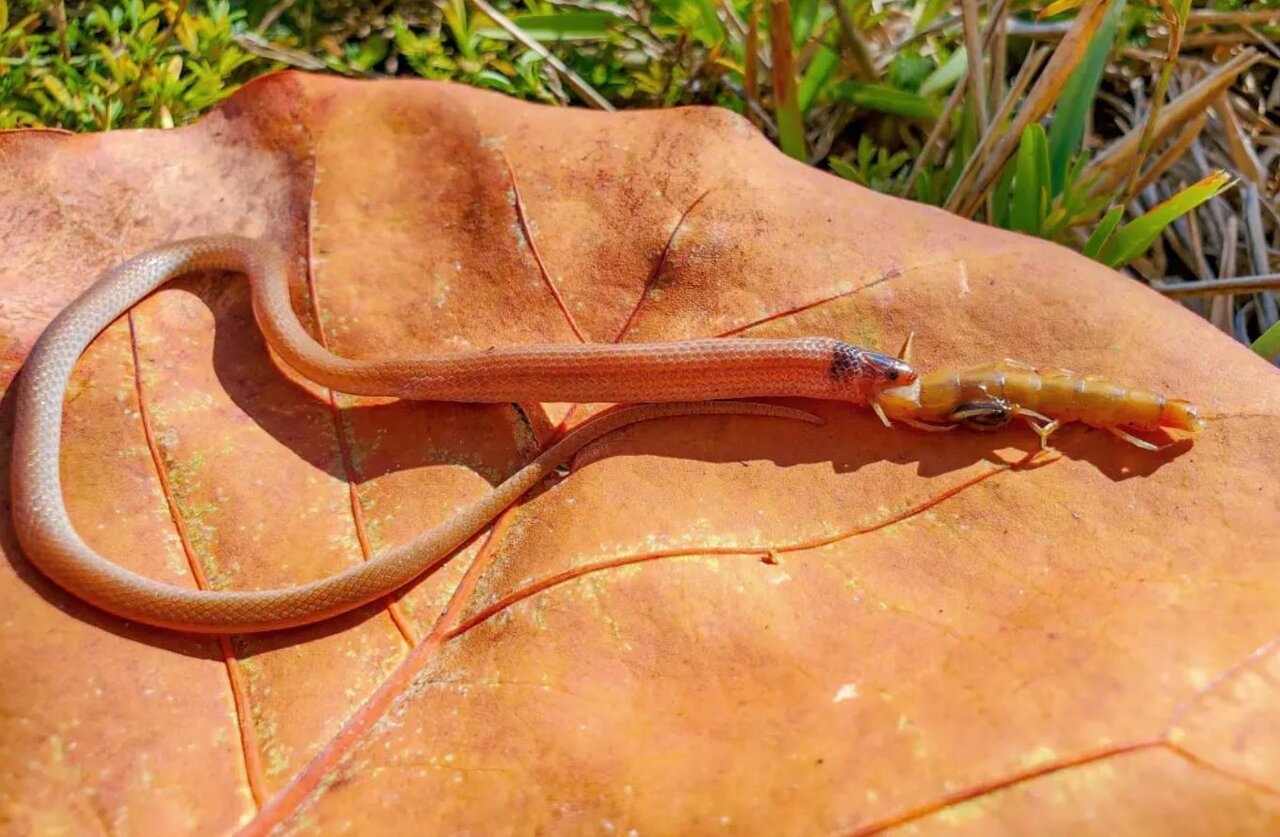 هزارپای غولپیکر مار کمیاب را خفه کرد/ عکس