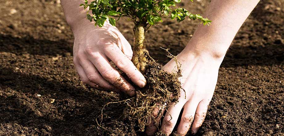 راهنمای خرید نهال میوه