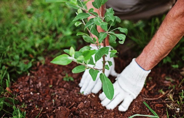 راهنمای خرید نهال میوه