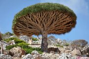 ببینید | تصاویری از درختان اعجاب انگیز جزیره سقطرا در یمن