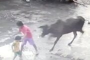 ببینید | کشته شدن وحشتناک یک دختربچه ۵ ساله توسط یک گاو در هند