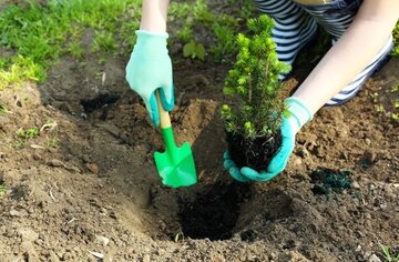 راهنمای خرید نهال میوه