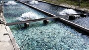 اعطای تسهیلات و زیرساخت لازم به سرمایه گذاران پرورش ماهیان خاویاری در لرستان