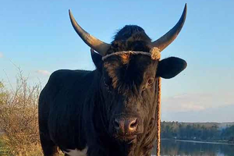 ببینید | لگد سهمگین یک گاو به سینه مرد