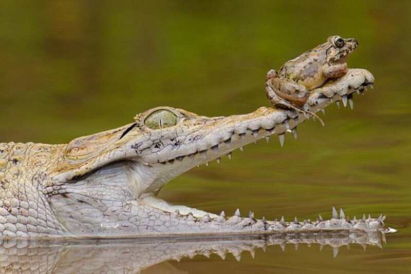 ببینید | واکنش خنده‌دار و متفاوت قورباغه و تمساح به آب؛ تقابل نفرت و لذت محض!
