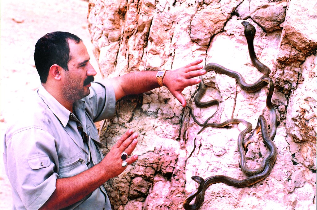 سلطان مارهای ایران را بشناسید؛ ماجرای کلنجار رفتن با افعی ۱۶۰ سانتی‌متری چه بود؟/ عکس