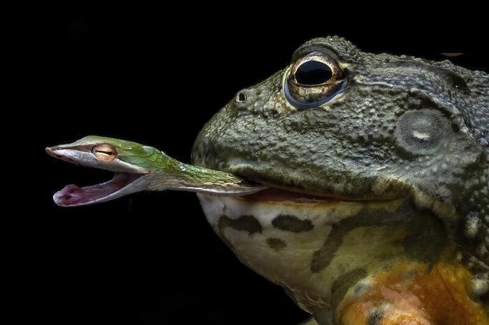 لحظه شکار حیرتانگیز مار توسط قورباغه/ عکس