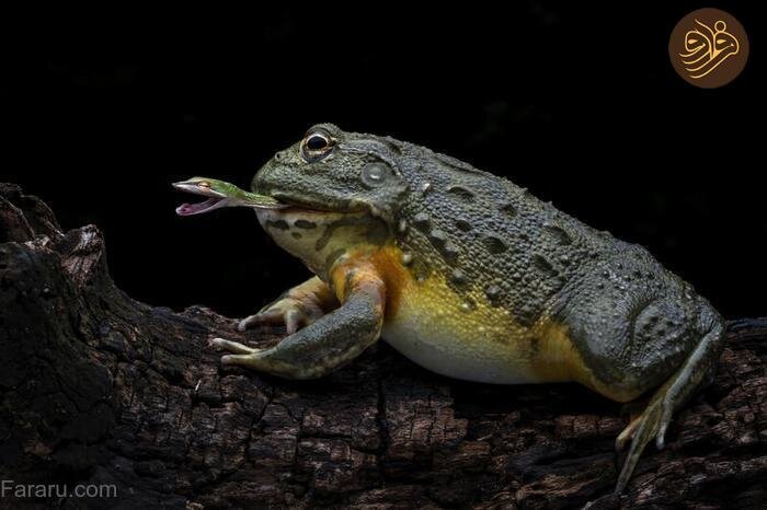 لحظه شکار حیرتانگیز مار توسط قورباغه/ عکس