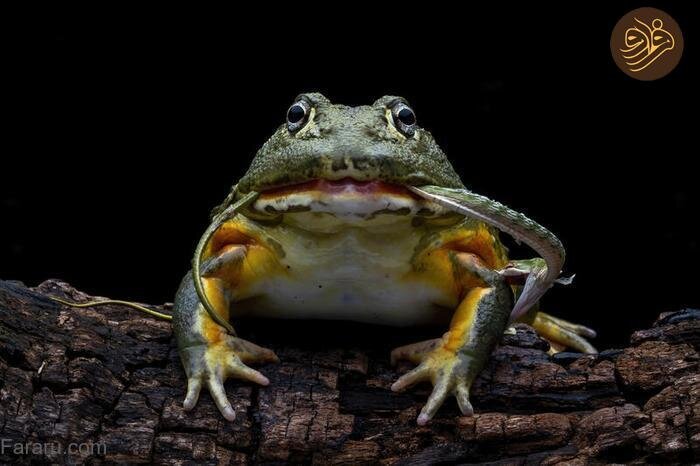 لحظه شکار حیرتانگیز مار توسط قورباغه/ عکس