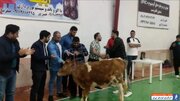 ببینید | اتفاق باورنکردنی در مسابقات فوتسال جام رمضان در بابل؛ اهدای گاو به تیم قهرمان به عنوان جایزه!