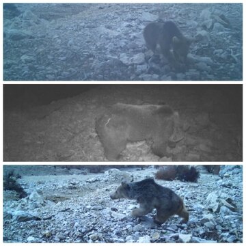 مشاهده یک قلاده خرس ماده و  دو توله در بخش پاپی خرم‌آباد 
