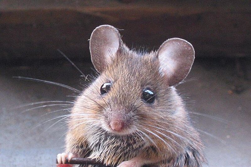 ببینید | سرو عجیب و چندش‌آور بچه موش زنده در رستوران‌های چین!