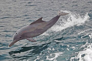 ببینید | تصاویر دیدنی هجوم دلفین‌ها به سواحل قشم