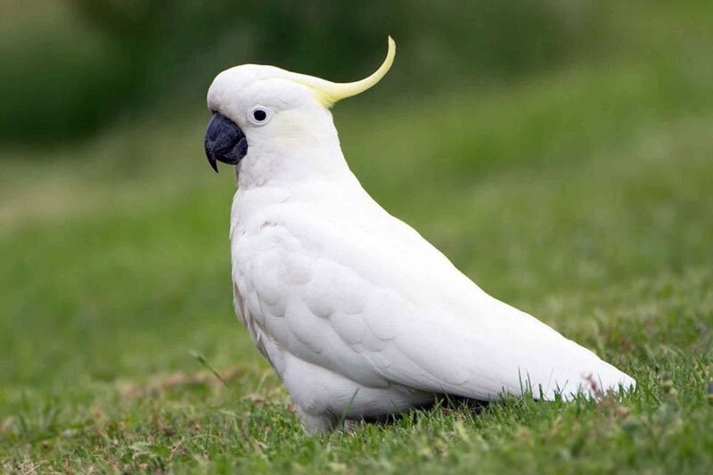 ببینید | باورنکردنیترین ویدیوی تاریخ؛ یادگیری طوطیها برای تماس ویدیویی با طوطیهای دیگر در فیسبوک!