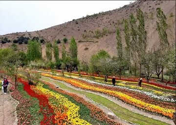 آغاز جشنواره لاله‌های آسارا با رونمایی از ۲.۵ میلیون لاله رنگارنگ