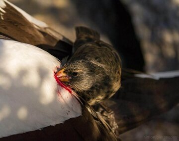 پرنده کوچکی که از خون دیگران تغذیه می‌کند / عکس