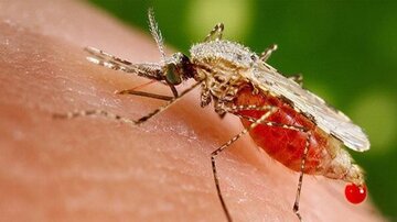 علائم و راه‌های انتقال مالاریا را بشناسید
