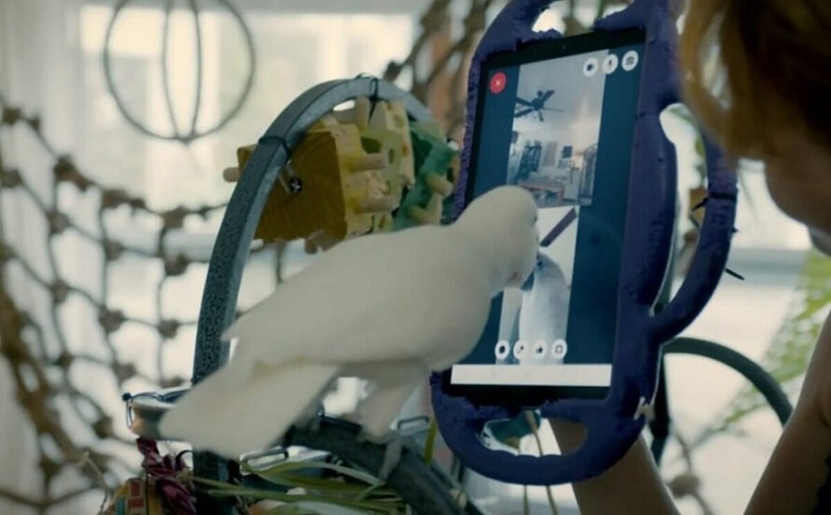 واکنش عجیب طوطیها به تماس تصویری