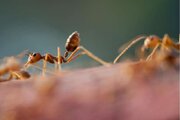 مسیریابی بدون نیاز به جی‌پی‌اس/ نسل جدید ربات‌ها با الهام از توانایی خارق‌العاده مورچه‌