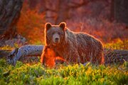عکس | تصویری زیبا از حس مادرانه یک خرس قهوه‌ای در پارک ملی گلستان