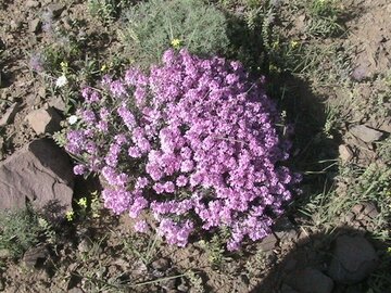 این گیاه جادویی کمک میکند که با درد مفاصل و سیاتیک خداحافظی کنید