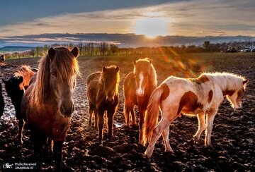 تصاویر منتخب امروز جهان