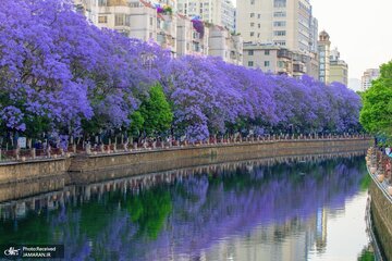 تصاویر منتخب امروز جهان