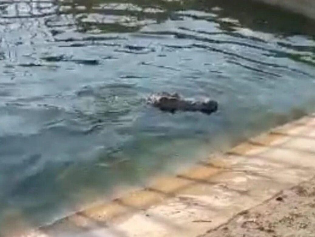 دستگیری سارقان تمساحهای ۲/۵ متری