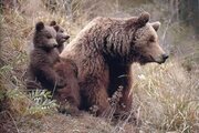 ببینید | تصاویری زیبا از شیر خوردن توله خرس‌های قهوه‌ای در آغوش مادر