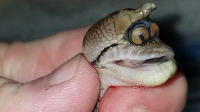 تولد ماری عجیبالخلقه در یکی از ایالتهای آمریکا/ عکس