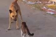 ببینید | لحظه حمله عجیب یک گربه وحشی به سگ بی‌دفاع‎