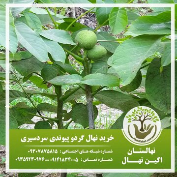 خرید نهال گردو ریشه لخت و گلدانی با قیمت سال ۱۴۰۰ خرید نهال گردو ریشه لخت و گلدانی با قیمت سال ۱۴۰۰