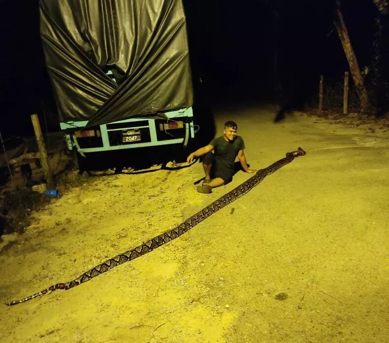 پیتون آدمخوار در دام دوربین افتاد/ عکس