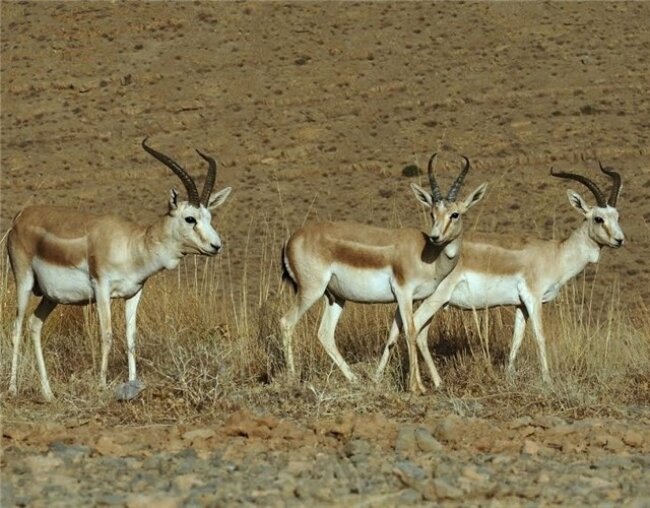 جاذبههای دیدنی استان اصفهان / رازهای شهر زیرزمینی «اویی» تا مدفن منسوب به «کاوه» آهنگر 5